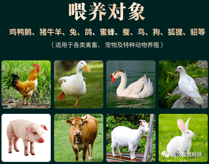 饲料激素种类及其在养殖业中的应用和影响