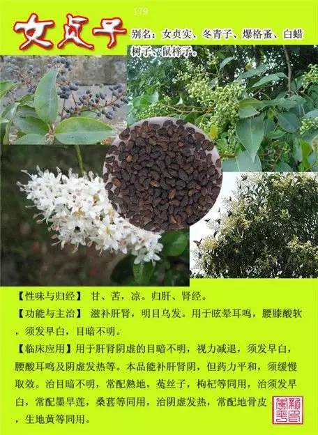 常用中药种类及其特点