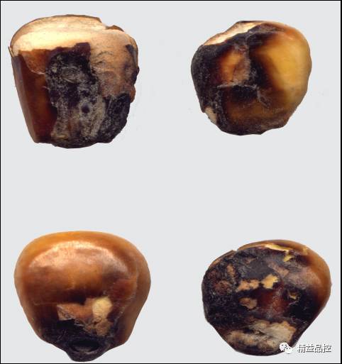 玉米霉菌种类及其影响