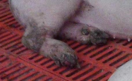 猪口蹄疫的种类及其防控措施