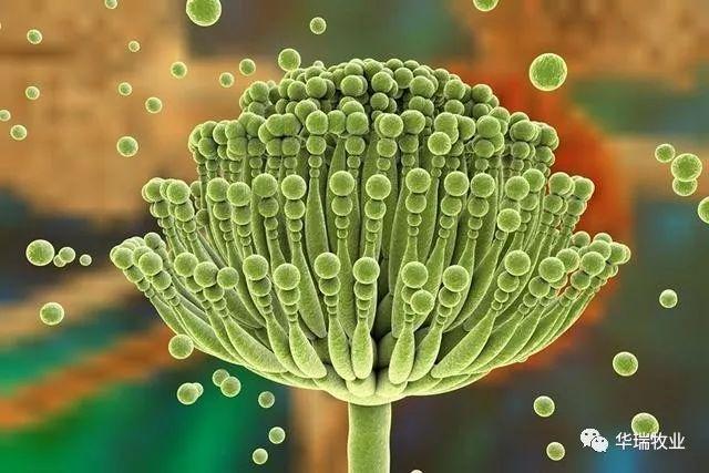 霉菌毒素的种类及其影响