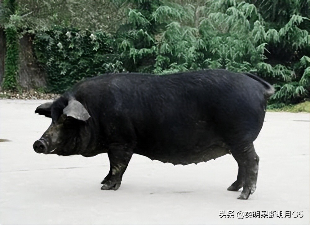 地方猪种类型及其优缺点分析