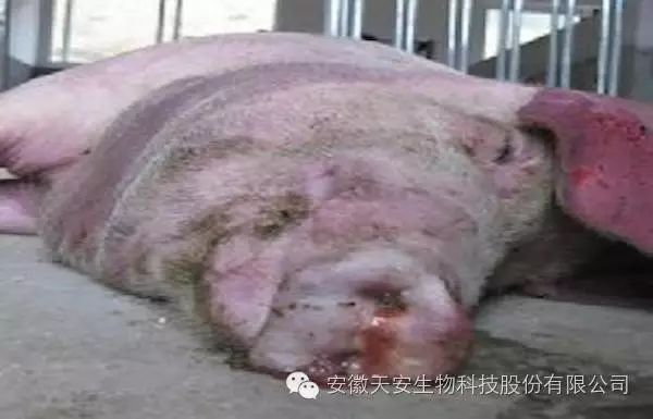猪呼吸道种类的研究及其重要性