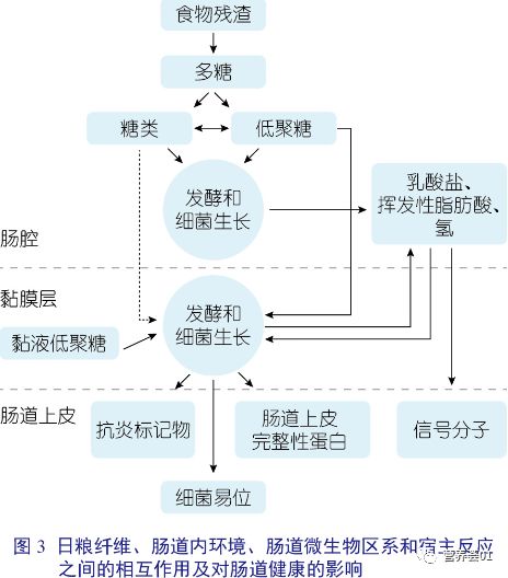 猪肠道中的有害菌种类及其影响