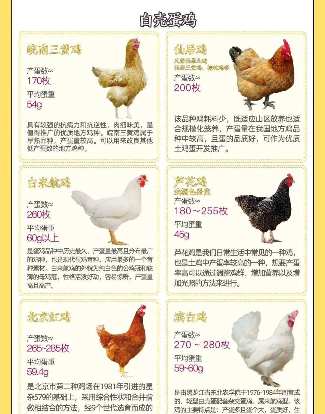蛋鸡品种类，深入了解与选择策略