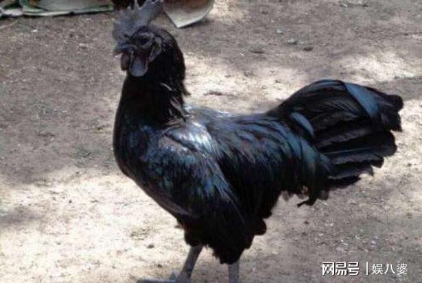 全世界鸡的种类