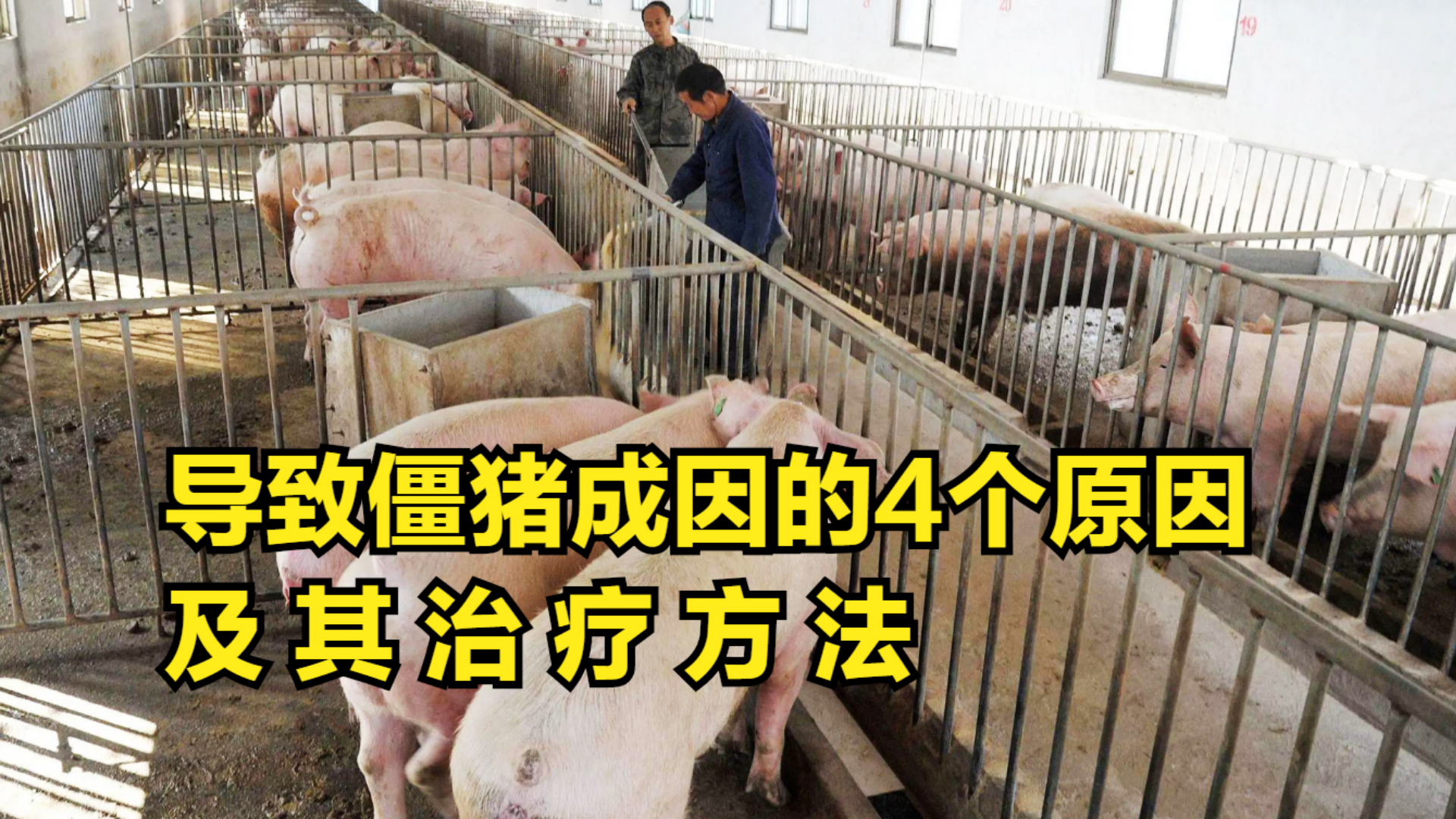 猪场疫情种类及其应对措施