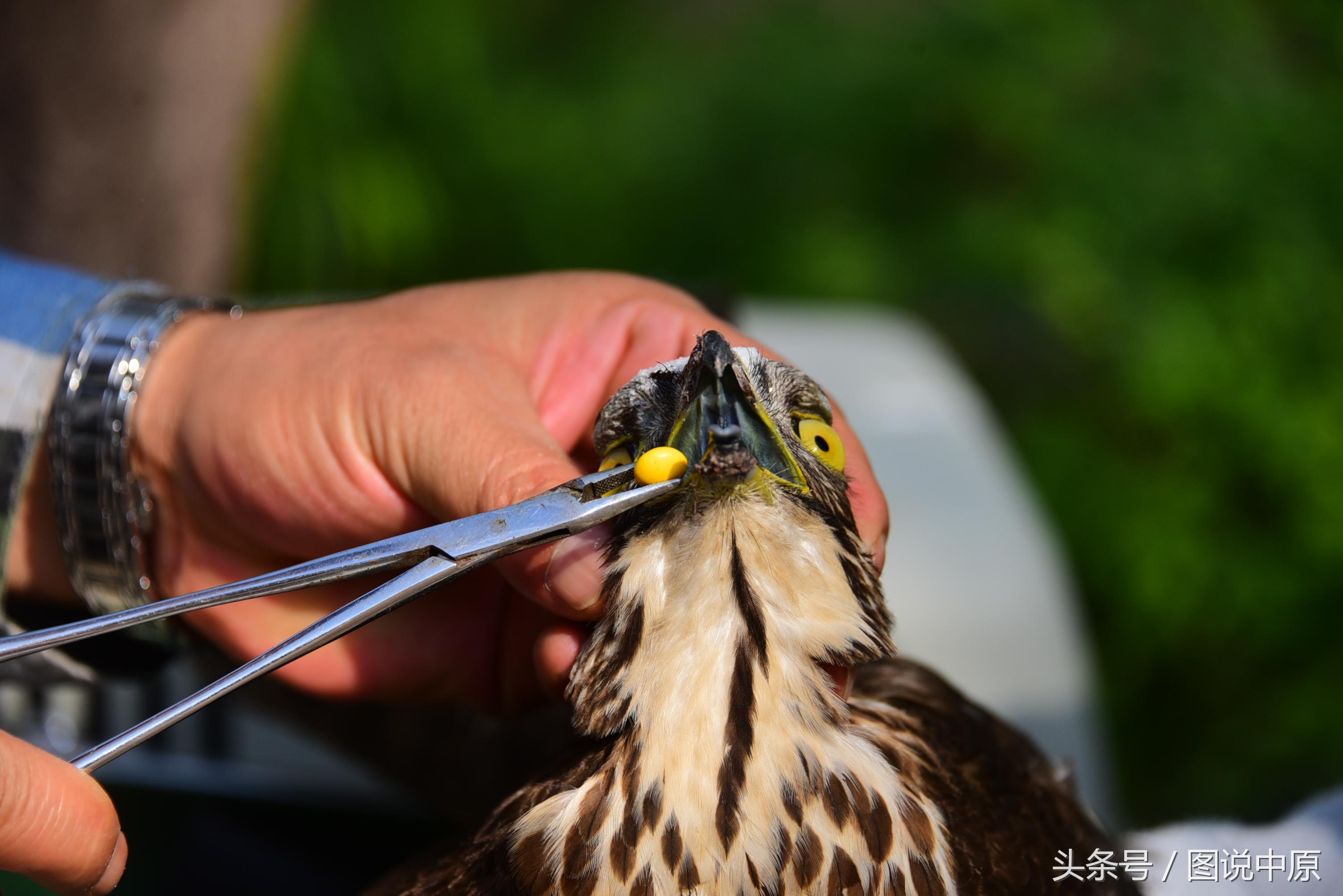鼠类对农业的危害及其防治策略