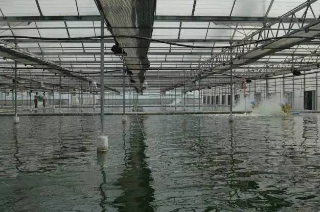 大棚南美白对虾养殖技术探究