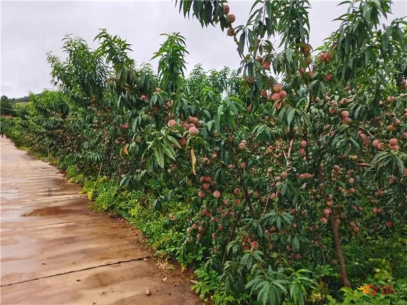 一个商标下的多元图案，品牌标识设计的深度解析