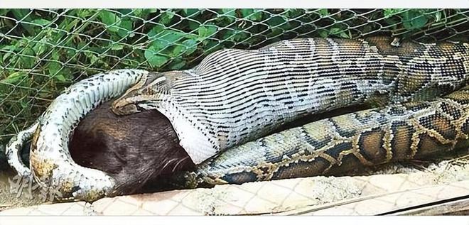 黄金巨蟒的象征意义，力量、繁荣与神秘的融合