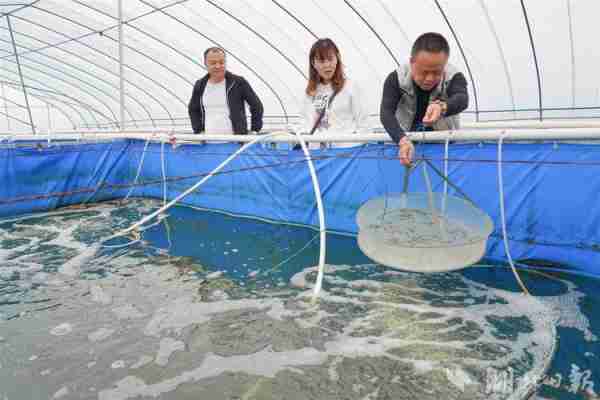 大棚水产养殖南美白虾的技术与实践