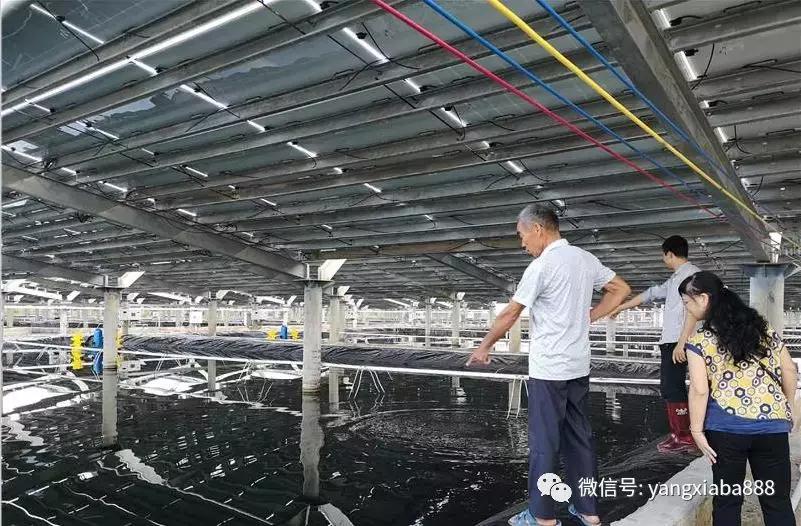 河北大棚养虾，探索与实践的历程