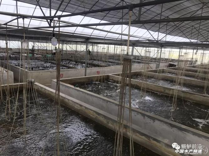 大棚流水养殖鲈鱼的技术与实践