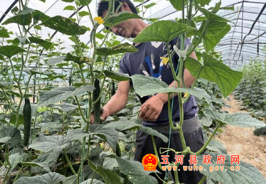 致富经大棚养殖螃蟹