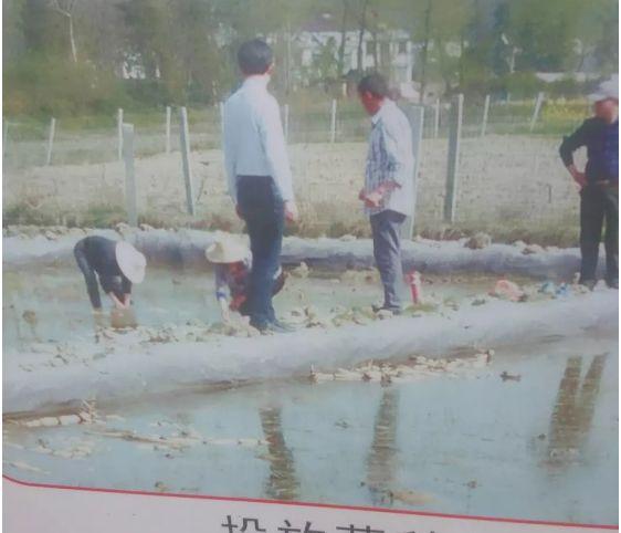大棚地上养殖泥鳅，一种高效、可持续的农业新模式