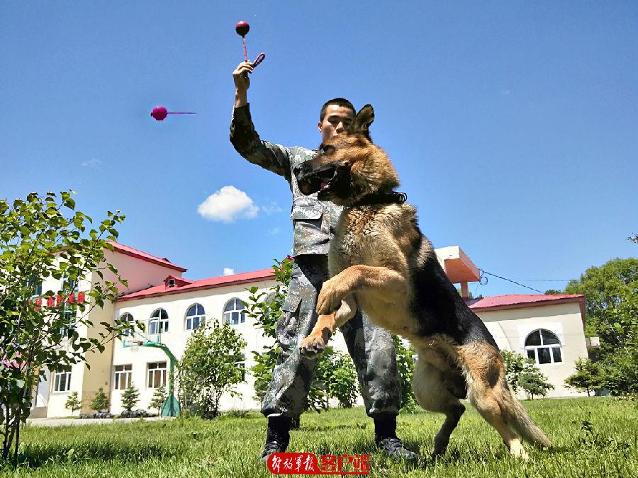 军犬待遇，超越宠物的特殊关怀