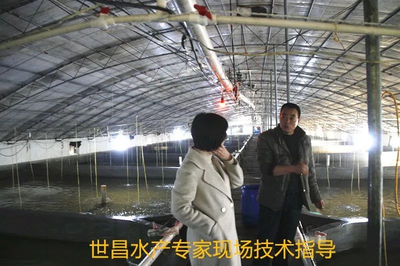 大棚搭建鱼养殖技术，实现高效渔业养殖
