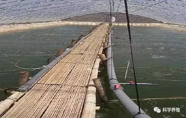 山东省大棚对虾养殖，探索虾产业的新篇章