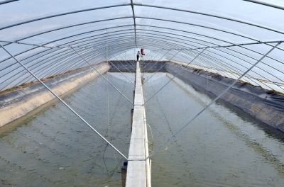 南美白对虾大棚，高效养殖与绿色发展的典范
