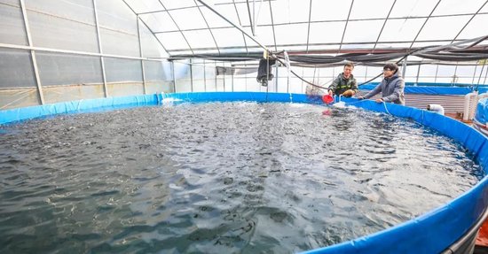 大棚南美白养殖技术，高效、可持续的水产养殖新模式