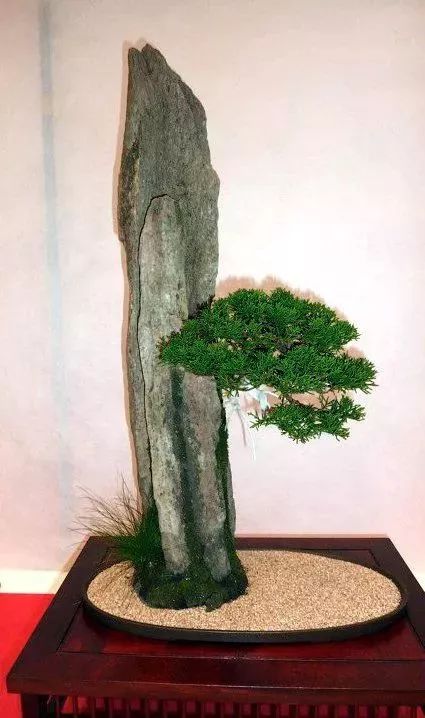 黄金棍植物，自然之美与独特价值的展现
