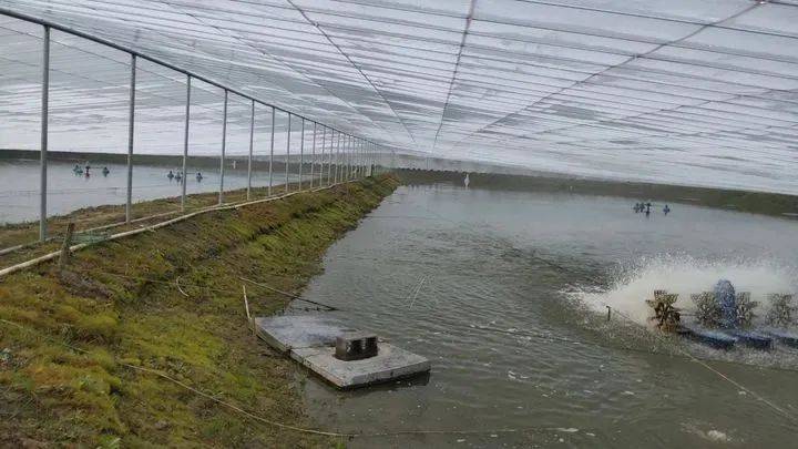 大棚沼虾养殖中的消毒技术与管理策略