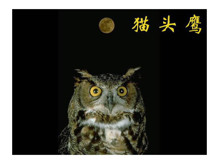 教案美术，美丽的鸟