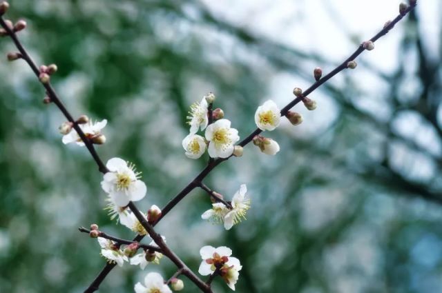 梅花品种繁多，各具特色，其中不乏珍贵的品种。那么，梅花哪个品种最贵呢？本文将为您介绍几种珍贵的梅花品种，以便您了解它们的特点和价值。