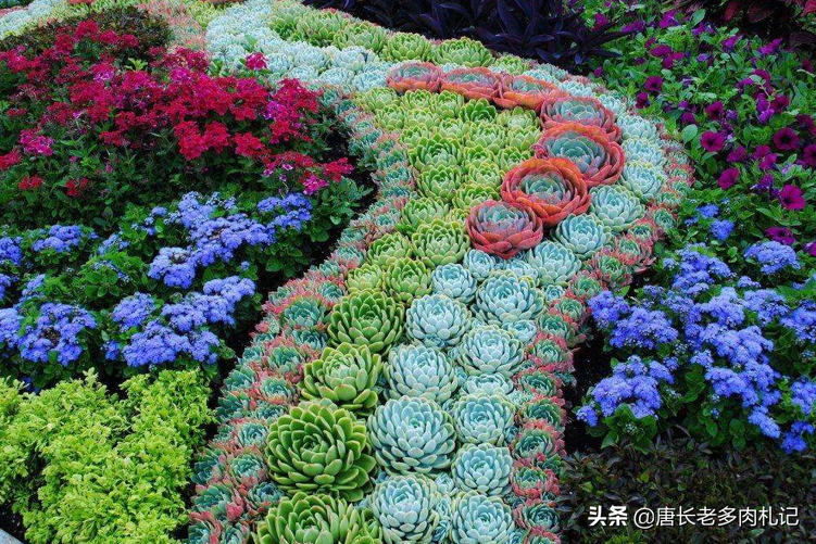 南方绿化品种，多样性与独特魅力