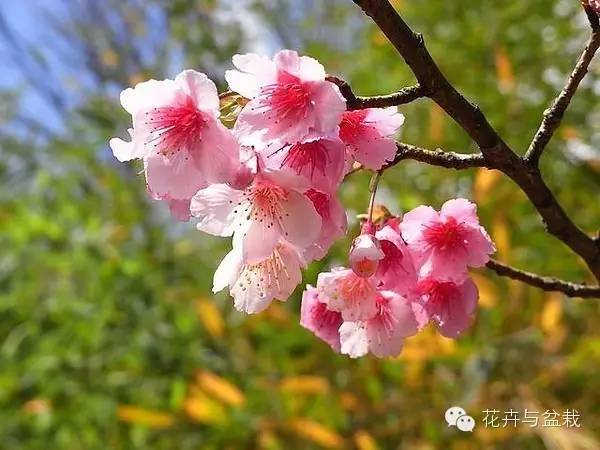 樱花品种繁多，绚丽多彩，是春季最美的花卉之一。本文将介绍几种主要的樱花品种，并附上图片，让您更好地了解这些美丽的花卉。