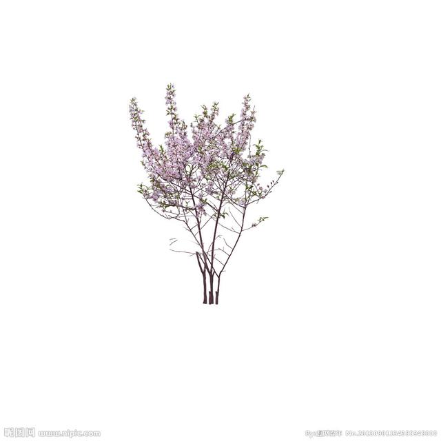 榉树品种繁多，各具特色，本文将为您详细介绍榉树的品种及其特点。