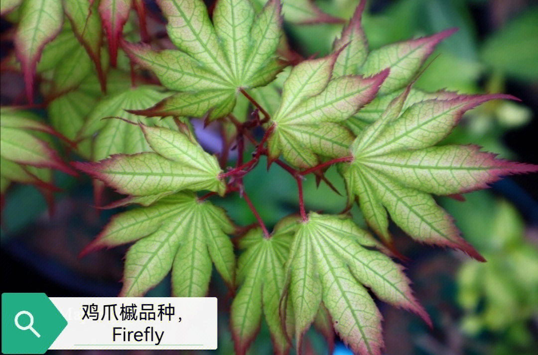 如何分辨红枫的品种