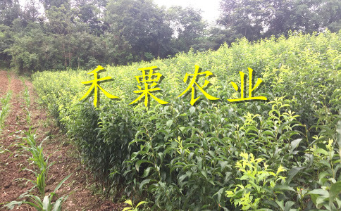 苗圃品种繁多，各具特色