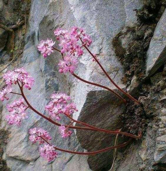 野花组合，品种繁多，美丽独特