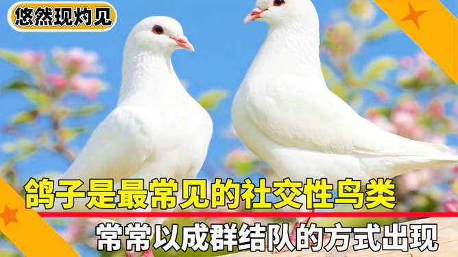 抓鸽子自动门，现代技术与鸟类管理的创新结合