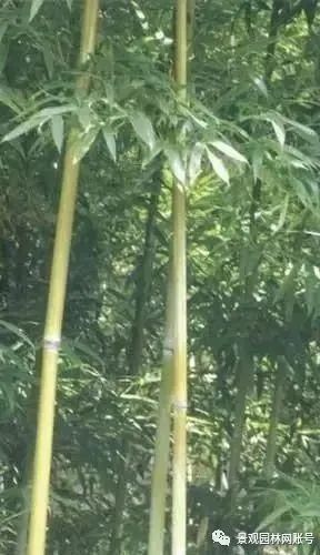 低矮的竹子品种，探索其特性与应用