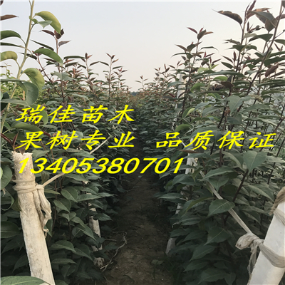 小苗品种的种类与特点