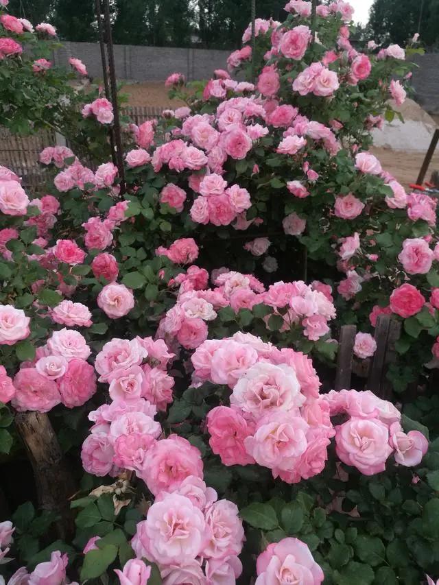 如何区别月季花品种