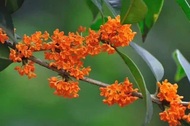 沭阳金桂花树品种的魅力与特点