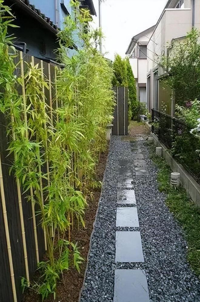 景观竹子的品种与魅力