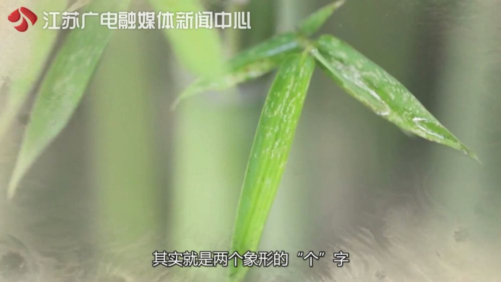 矮小竹子的品种及其特点