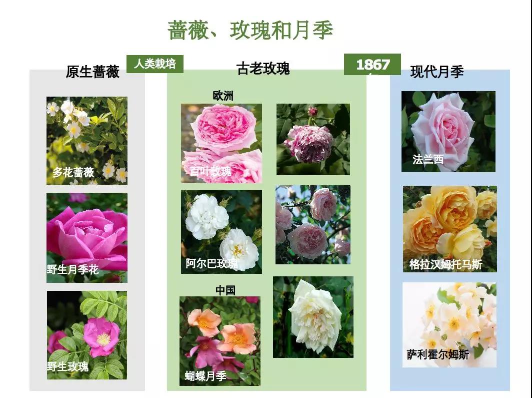 中国现有月季品种及其独特魅力