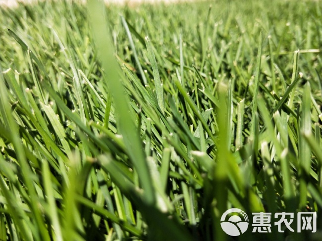 早熟禾品种，农业种植的新希望