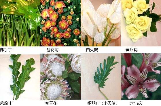 花卉市场常见花卉品种概览