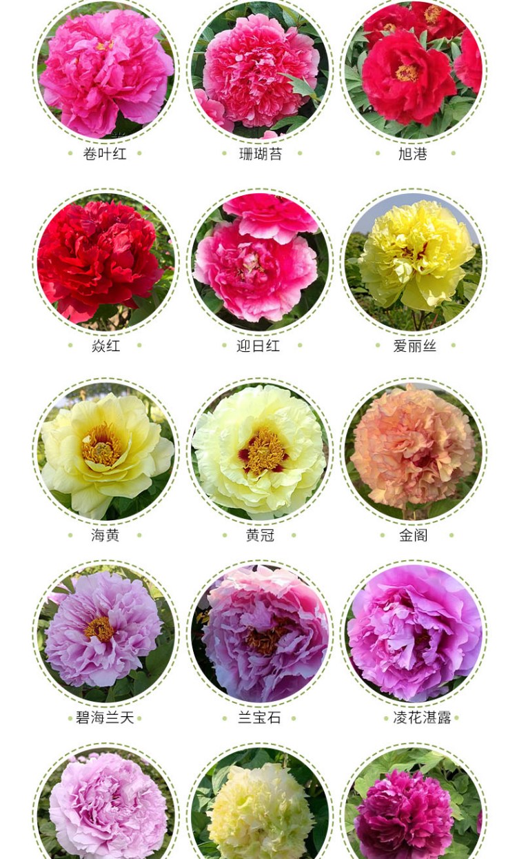 金华园林茶花品种目录