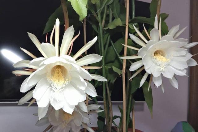 昙花的品种及其独特魅力