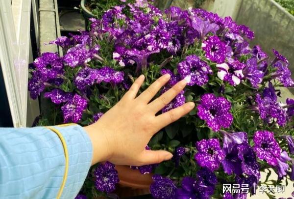 植物花品种图片，探索绚丽多彩的花卉世界