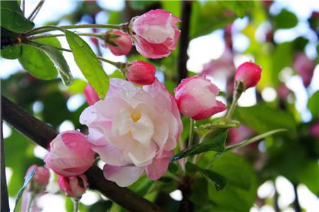 海棠花叶子红——探寻品种奥秘