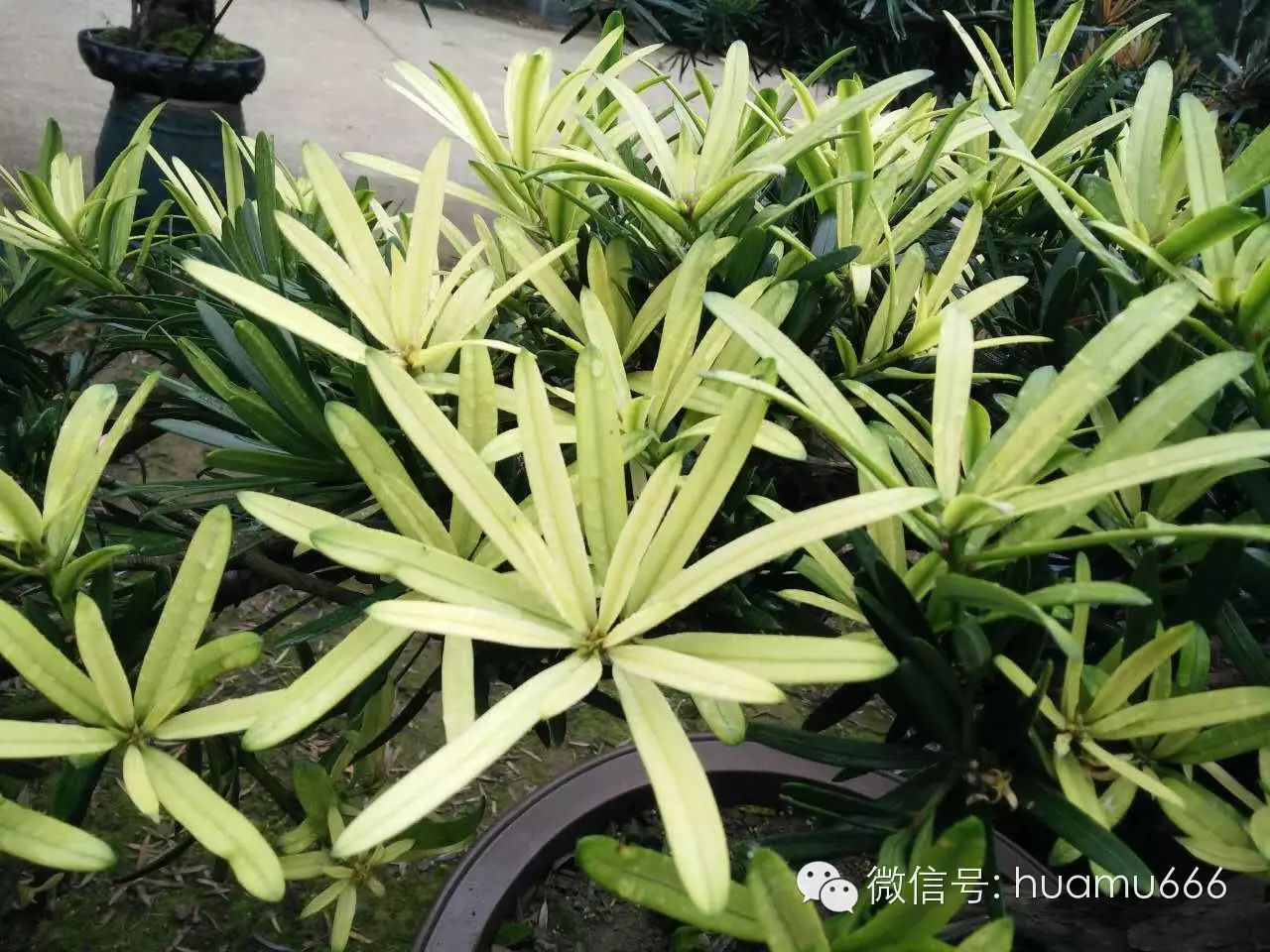 罗汉松珍稀品种，探索与鉴赏
